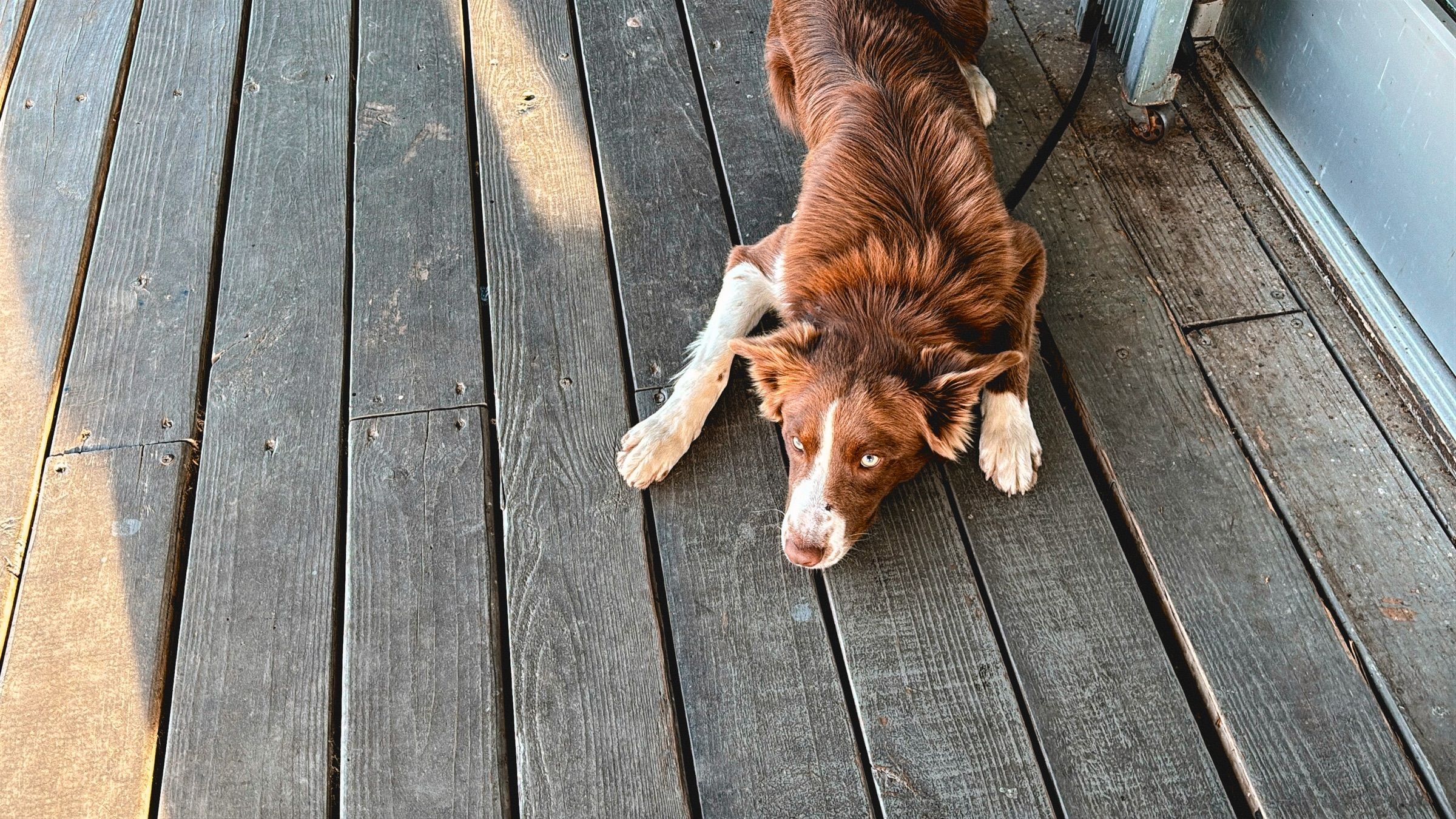 A dog stretched out in the sun on wooden deck boards.