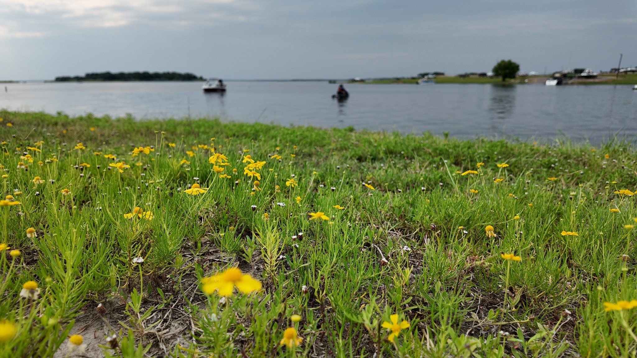 Yellow wildflowers in sharp focus in the foreground, with Lake Somerville, two fishing boats and the far shoreline softly blurred beyond.